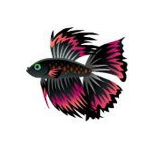 Blood Blackfin Betta